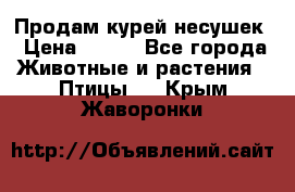 Продам курей несушек › Цена ­ 350 - Все города Животные и растения » Птицы   . Крым,Жаворонки